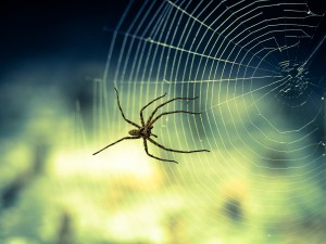 spider-1034338_1920